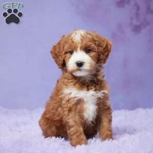 Oaklee, Mini Goldendoodle Puppy